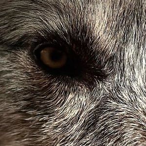 Meet your Posher, Fitz